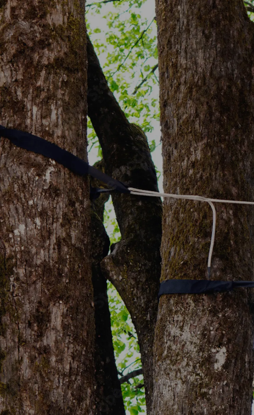 Tree Cabling & Bracing