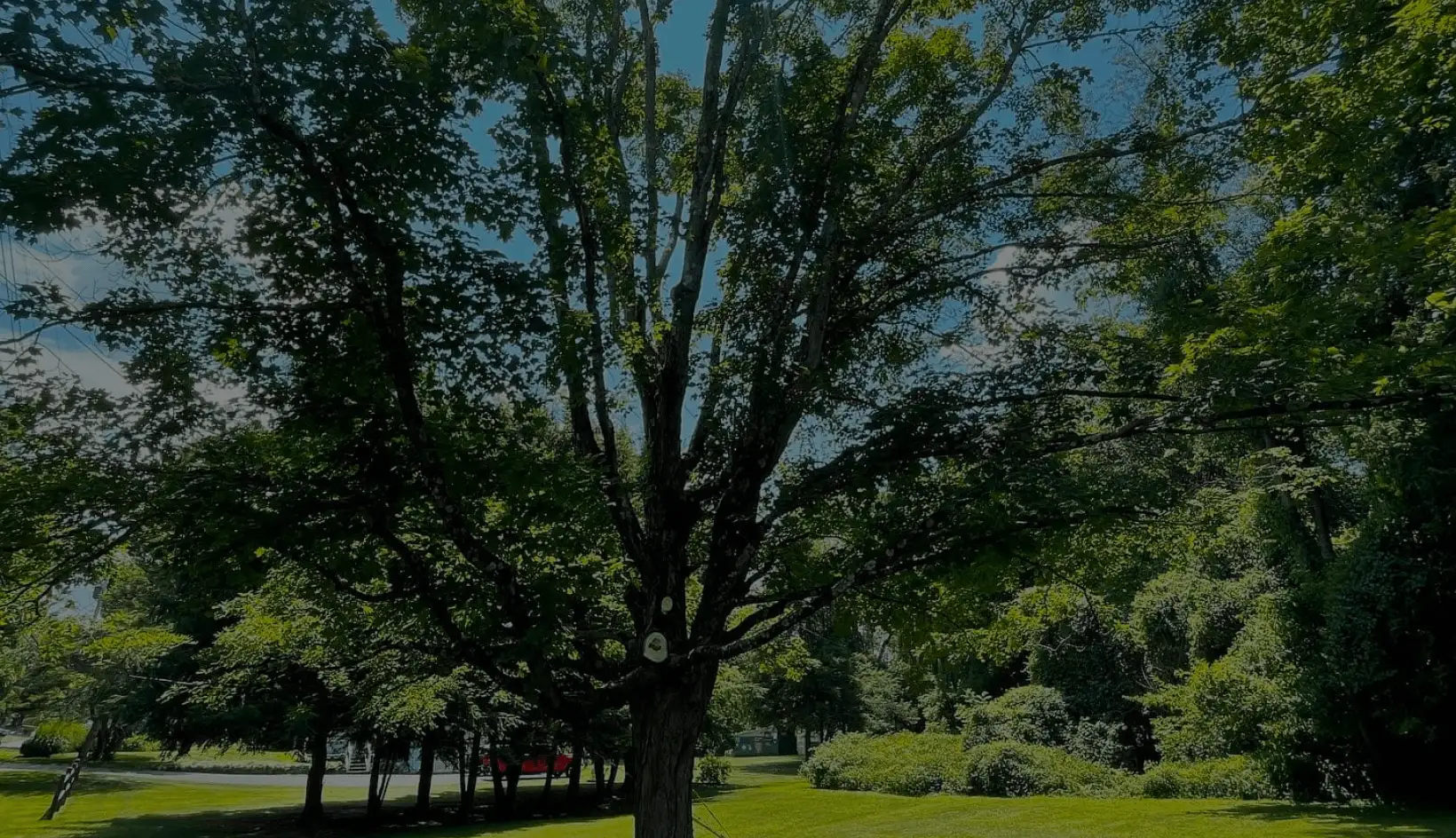 Jillian's Group — Dutchess County tree and property services