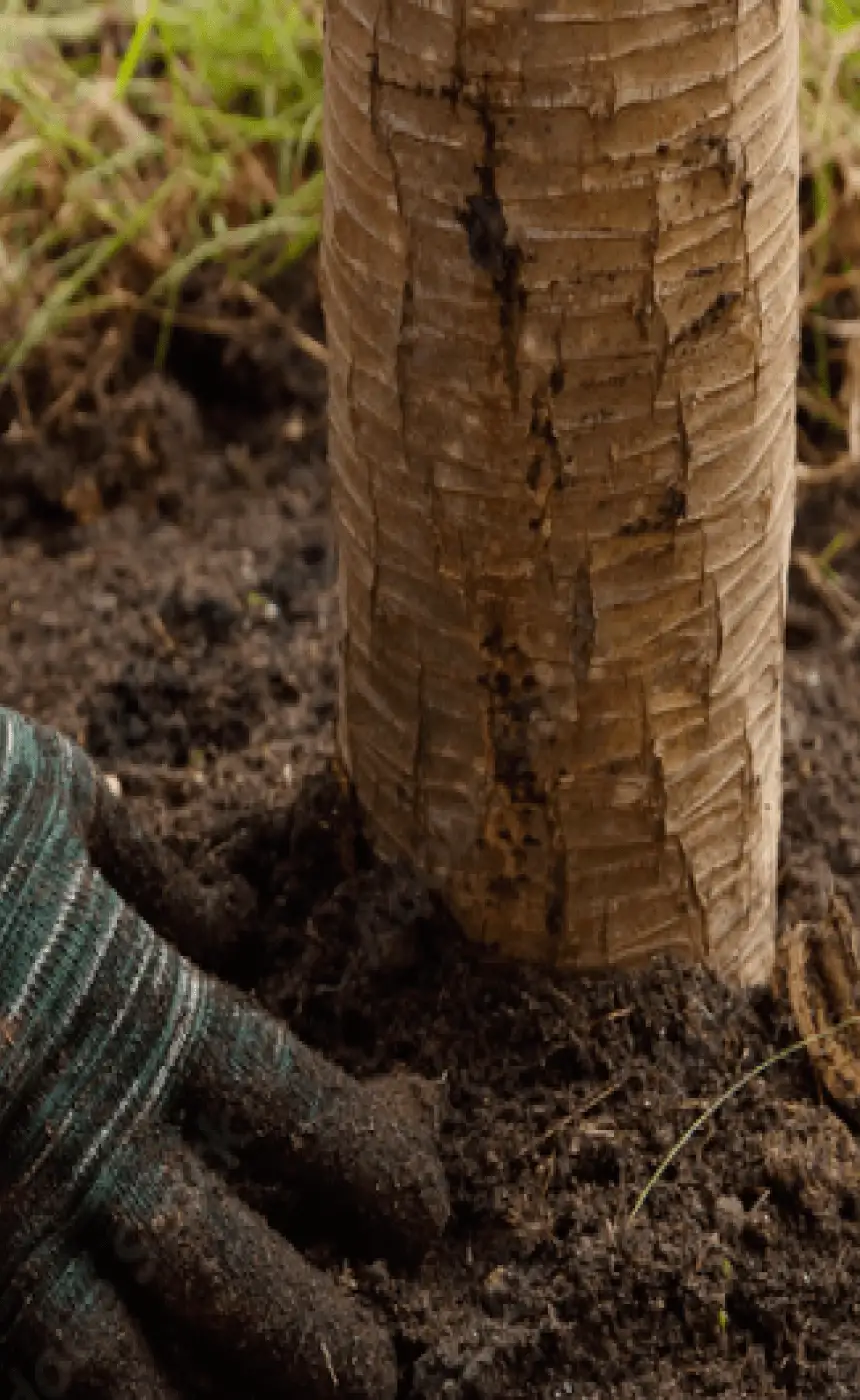 Dutchess County Tree Planting and Transplanting