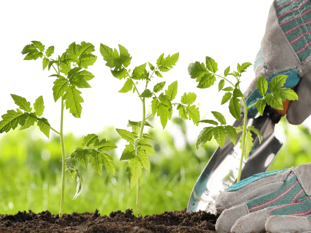 Garden planting and transplanting services in Dutchess County