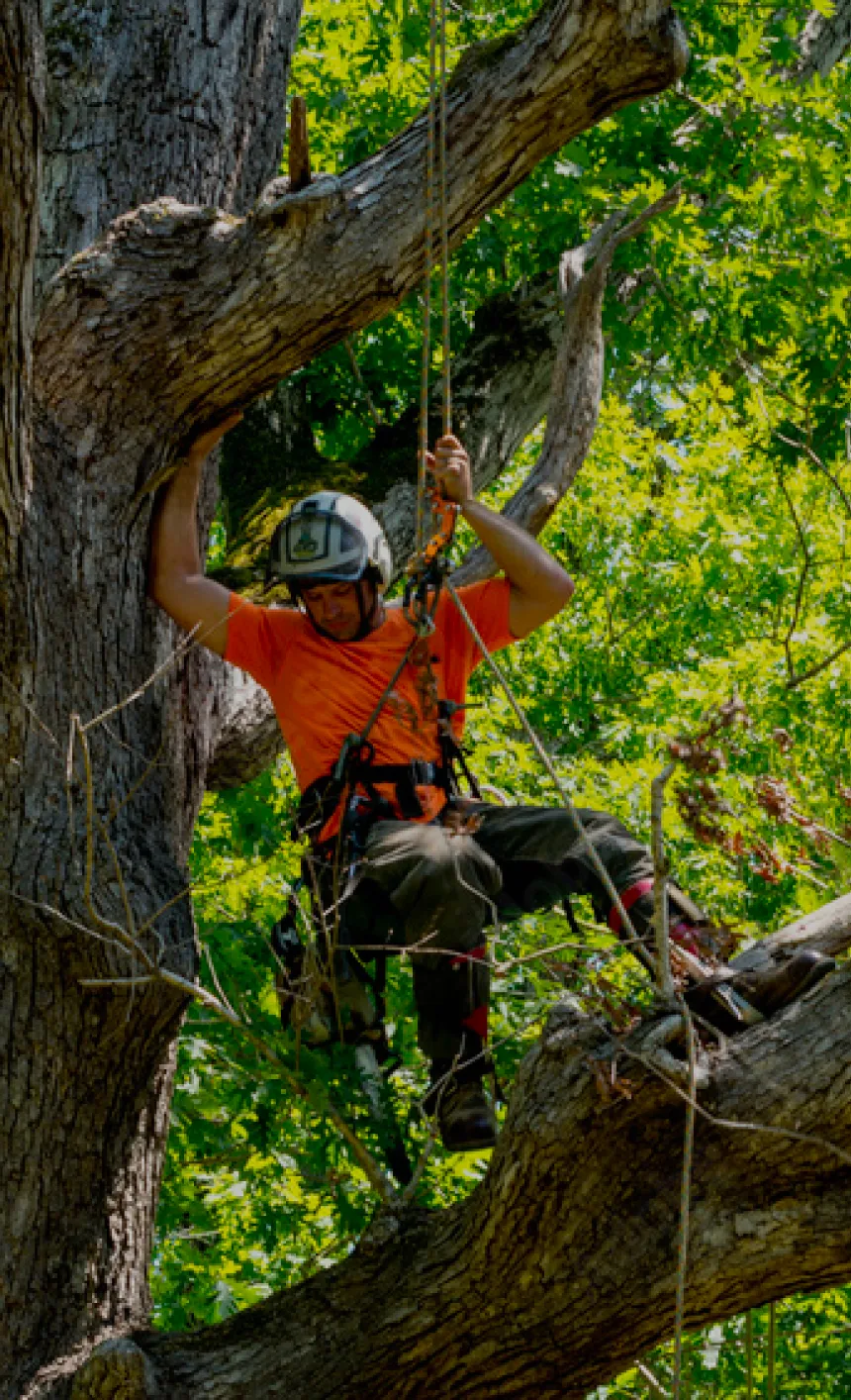 Professional Tree Pruning Services