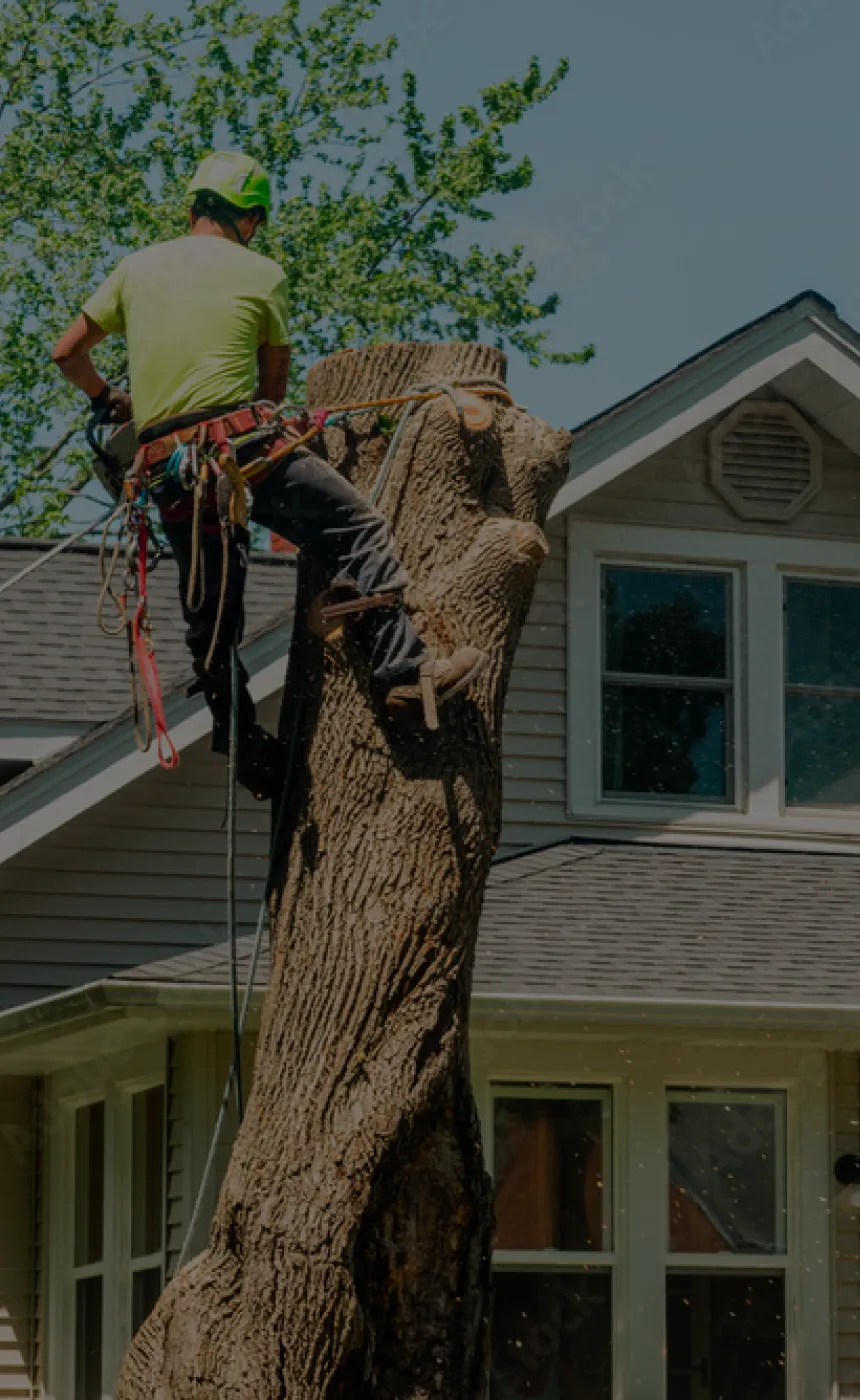 Professional Tree Removal Services