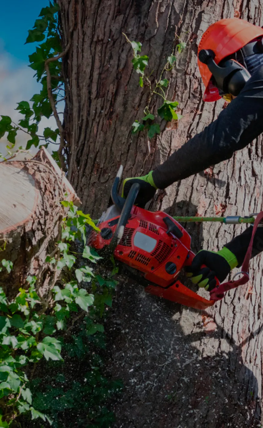 Tree services banner image