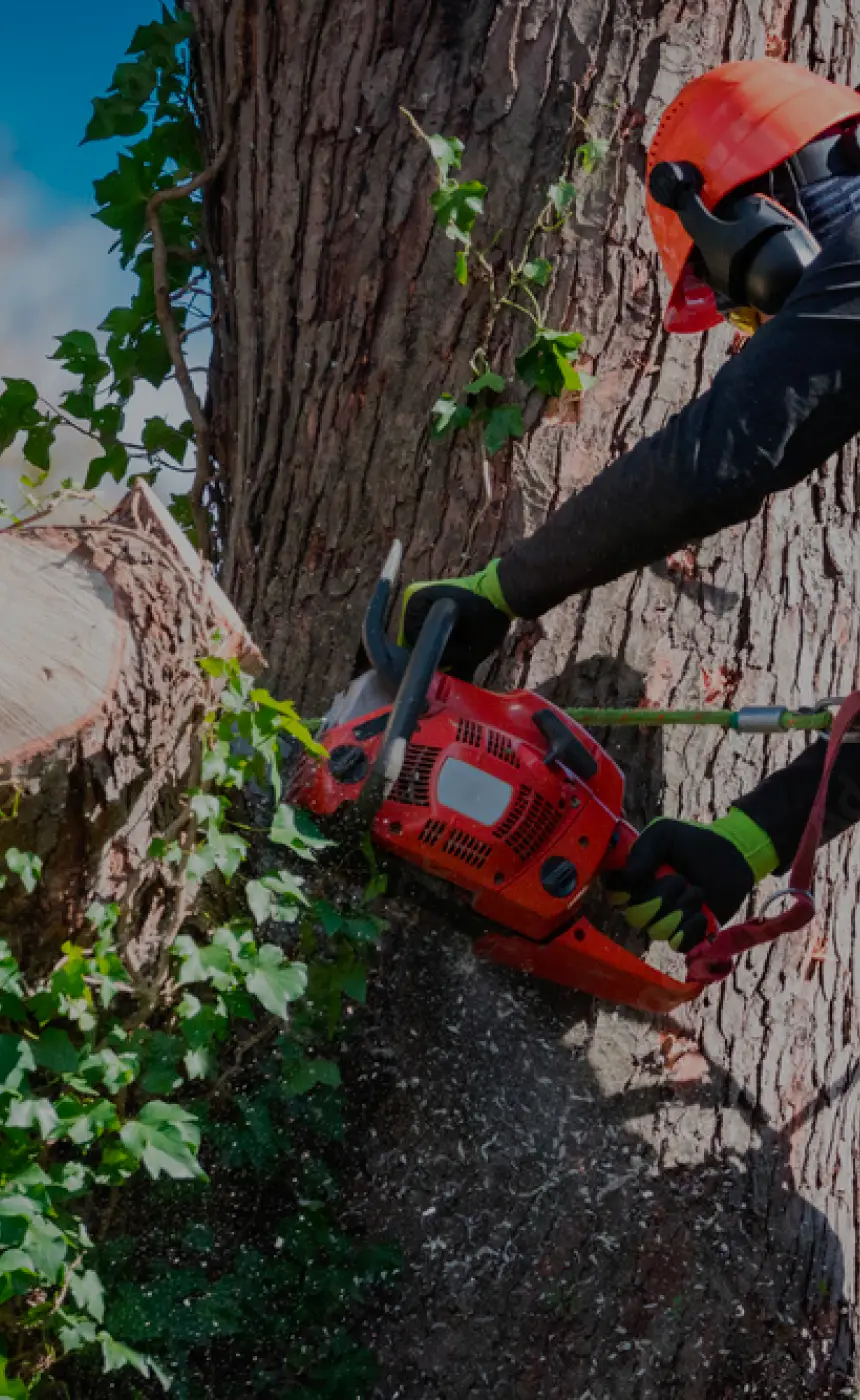 Professional tree service Dutchess County NY with experienced tree specialists