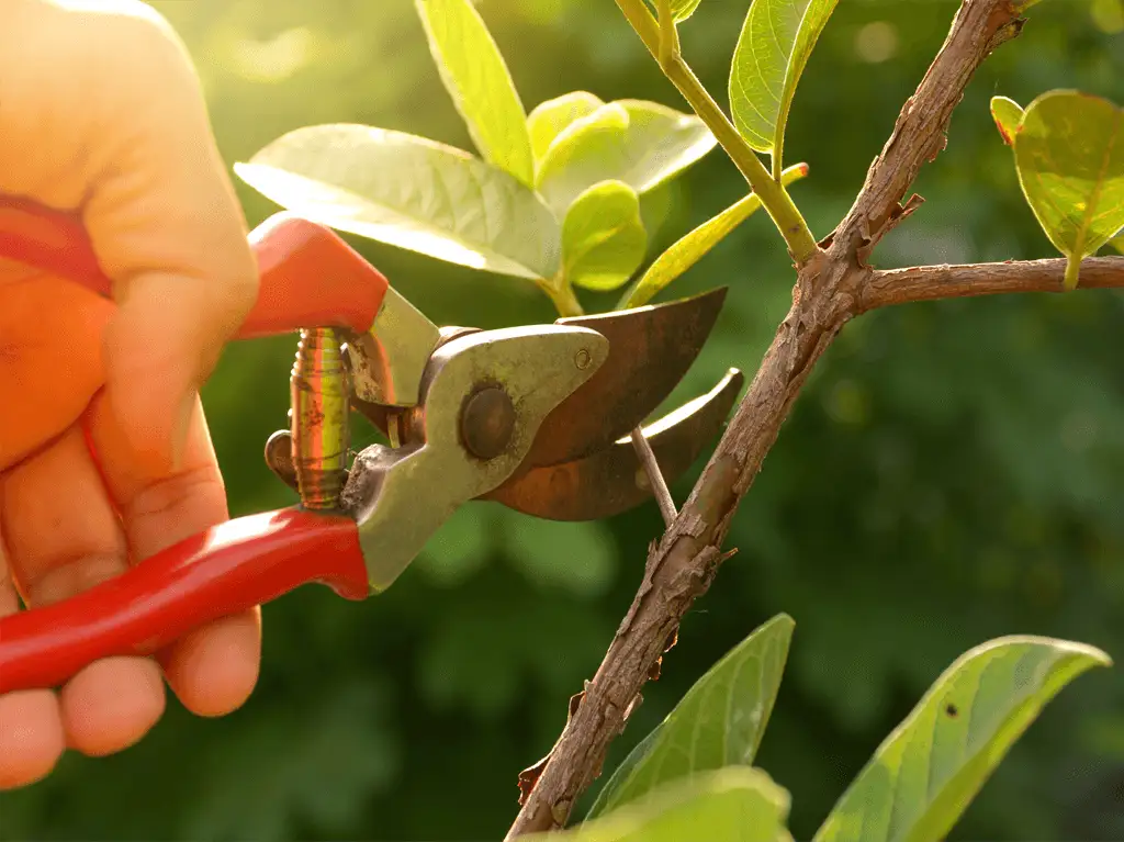 Professional shrub and plant pruning in Dutchess County