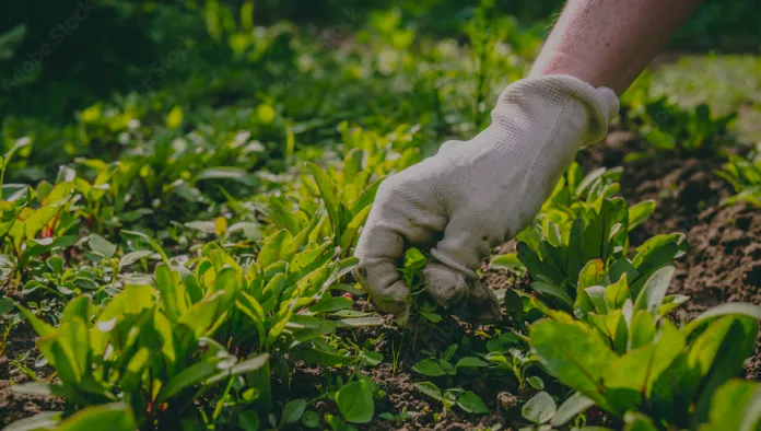 Gardening and Weeding