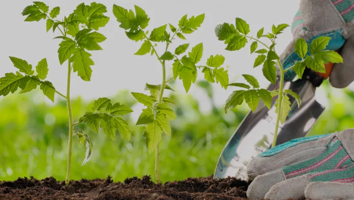 Planting and Transplanting